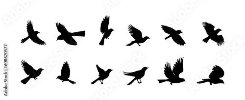 Flying birds silhouette isolated on white background. Bird outline black shapes hand drawn vector illustration