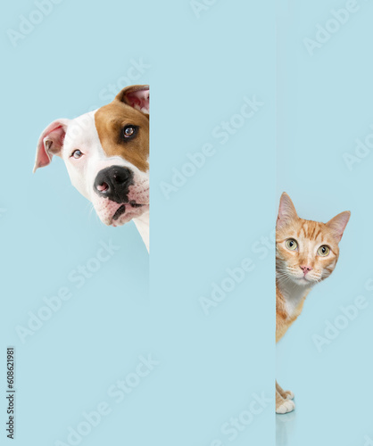 Portrait peeking pets. Hide ginger orange cat and dog behind a blue pastel wall.