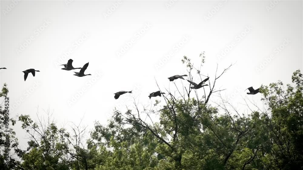 Canada Geese fly across white sky above forest marsh in slow motion Canada Geese fly across white sky above forest marsh in slow motion