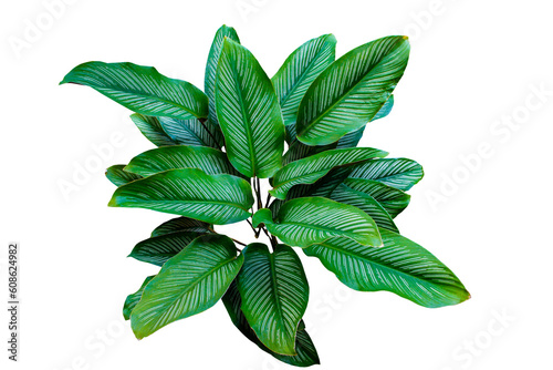 Calathea Ornata (Pin-stripe Calathea) leaves popular houseplant isolated on transparent background. PNG transparency