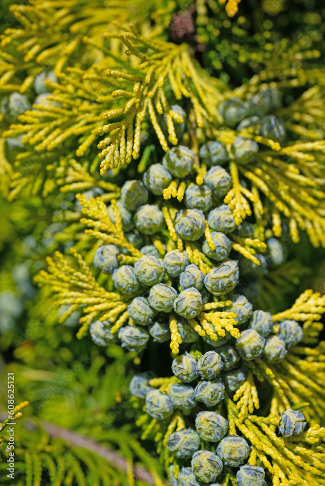 Fototapeta premium Weibliche Zapfen der Lawsons Scheinzypresse, Chamaecyparis lawsonian