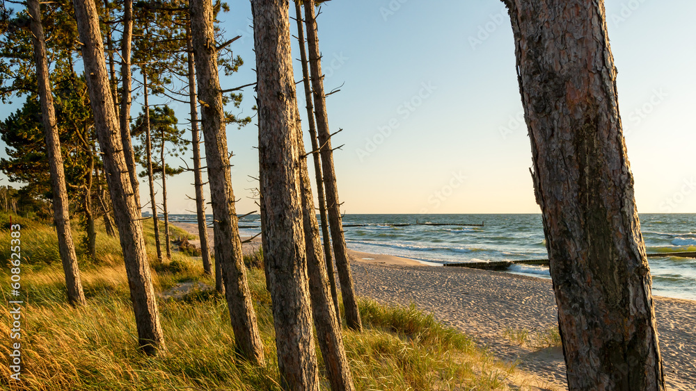 Beautiful beach on the Baltic Sea. Pine trunks in the foreground. Seaside grass and golden sands. Sunset. Spit on the lake Kopań, Darłowo, Poland