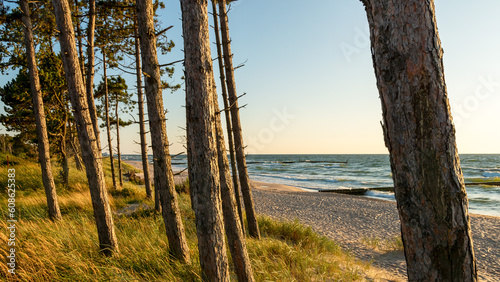 Obraz na płótnie Beautiful beach on the Baltic Sea. Pine trunks in the foreground. Seaside grass and golden sands. Sunset. Spit on the lake Kopań, Darłowo, Poland w salonie