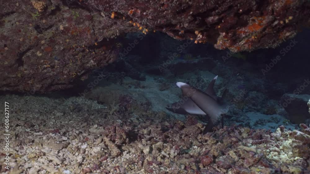 Shark swims inside the cave, slow motion. Close-up of Whitetip Reef Shark (Triaenodon obesus) floats above the seabed in an underwater coral cave Shark swims inside the cave, slow motion. Close-up of Whitetip Reef Shark (Triaenodon obesus) floats above the seabed in an underwater coral cave