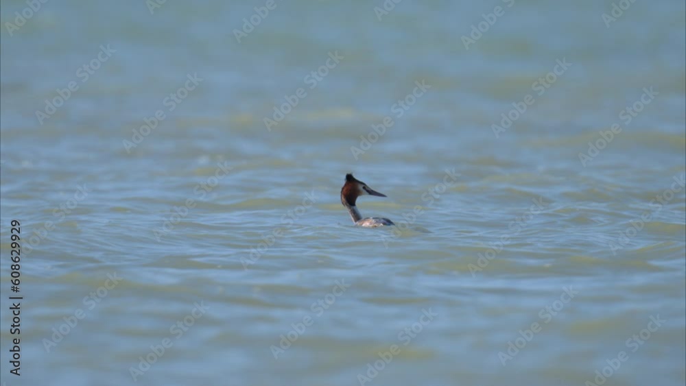 Great crested grebe swimming on a lake Great crested grebe swimming on a lake