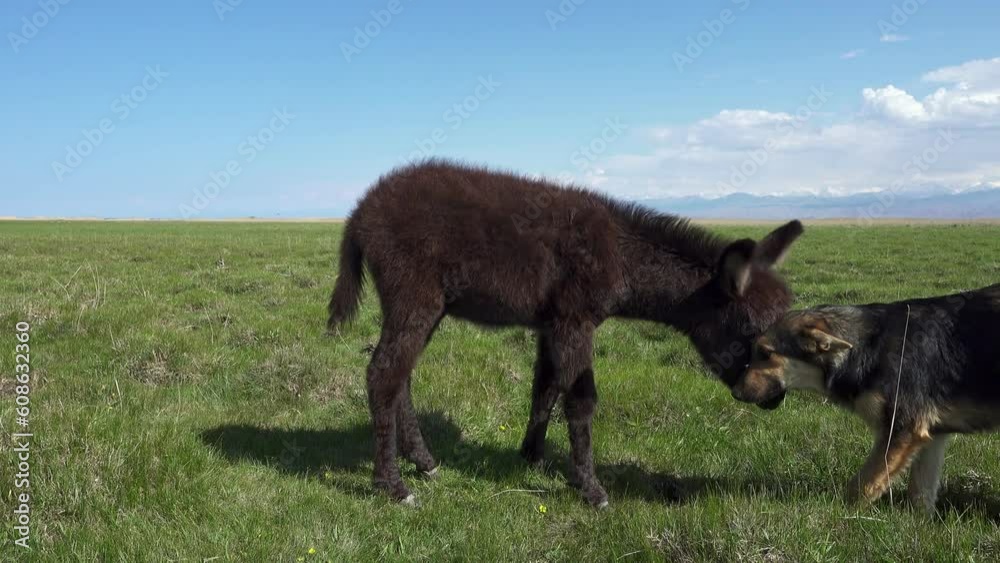 Friendship between a baby donkey and a dog
Dog kissing his donkey friend. Love story.
Multicultural friendship stories. Friendship between a baby donkey and a dog
Dog kissing his donkey friend. Love story.
Multicultural friendship stories.