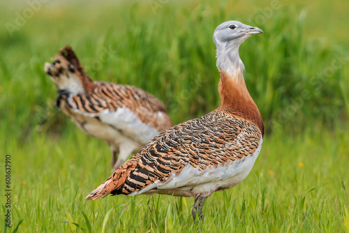Obraz na plátne Great bustard (Otis tarda) in the wild