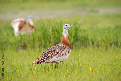 Bilde på lerret Great bustard (Otis tarda) in the wild