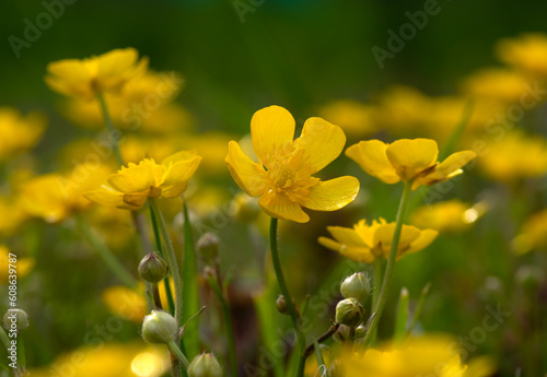 Wild yellow flower on the field