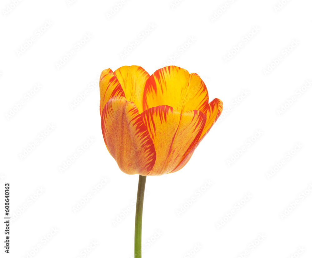 Tulip flower isolated on white