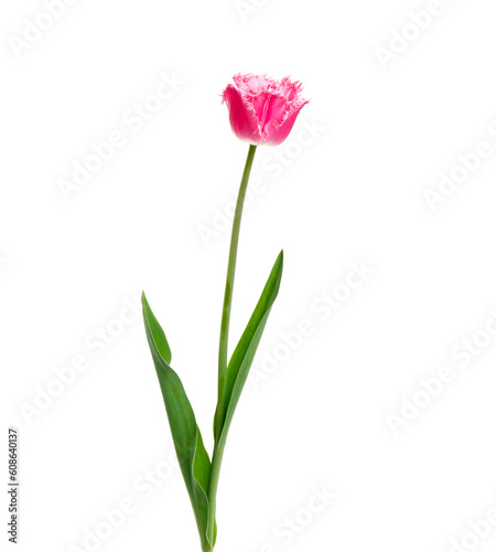 Tulip flower isolated on white © Alekss