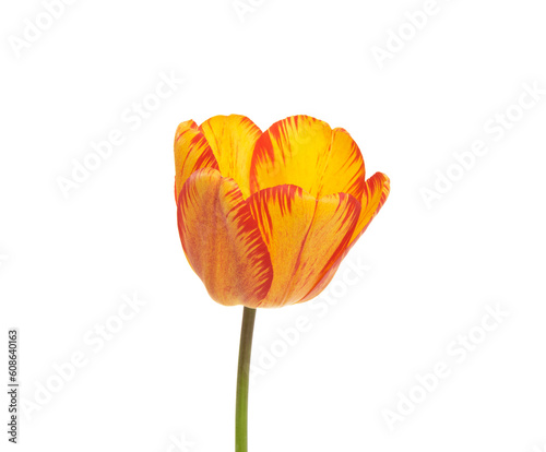 Tulip flower isolated on white