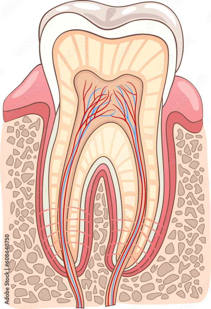 Medical Vector Illustration of Human Tooth Cross Section Medical Vector Illustration of Human Tooth Cross Section