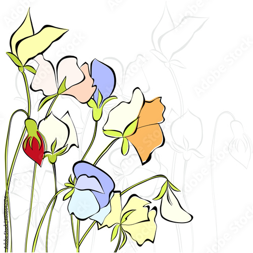 Sweet pea flowers