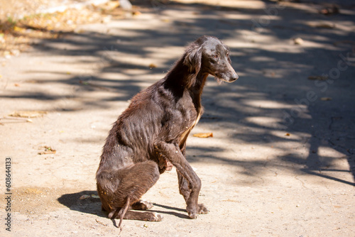 Fotografie Abandoned starving animals on the streets of the ruined city, thin stray dogs near the destroyed houses