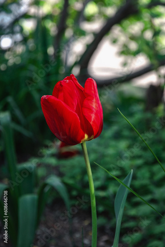 Beautiful red tulips among the green foliage. Close-up of blooming red tulips. Red tulips. Tulip flowers with dark red petals. Colorful tulips bloom in spring. Vertical image.
