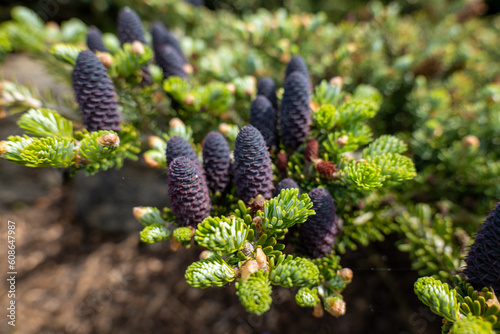 Bedgebury National Pinetum and Forest , niebieskie szyszki