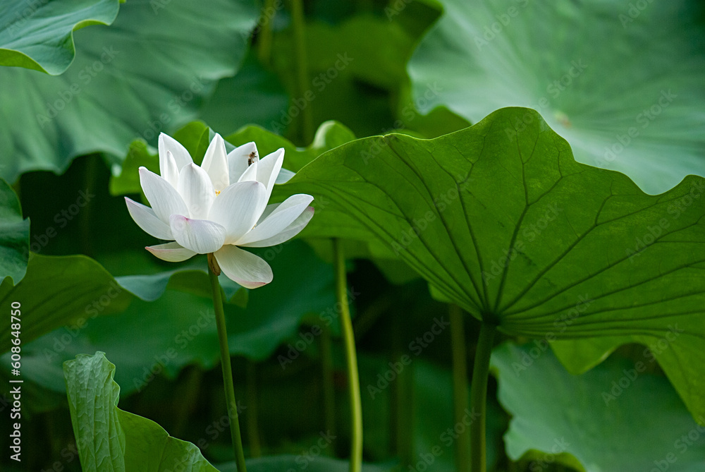 Obraz premium white lotus flower
