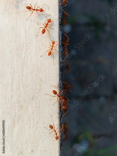 ants on the ground