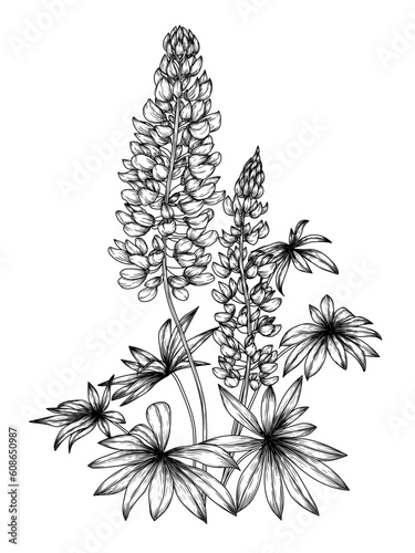 Vector illustration of lupine flower in engraving style photo