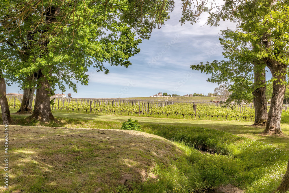 Landscape Pomerol Saint Emilion vineyards in Bordeaux region in France Landscape Pomerol Saint Emilion vineyards in Bordeaux region in France