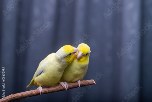 Beautiful tiny cute Forpus parrot bird, Exotic pet