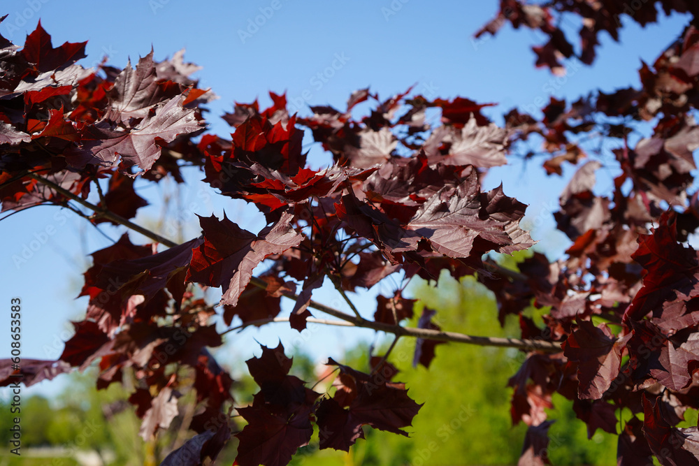 holly maple royal red leaves in summer season