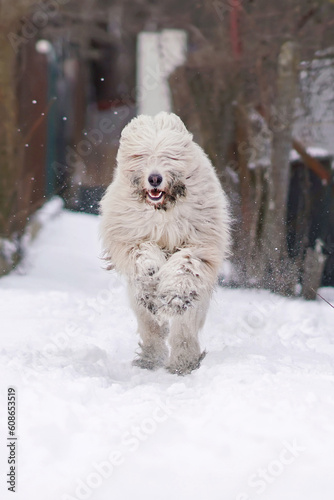 Active young South Russian Shepherd dog posing outdoors running fast on a snow in winter photo