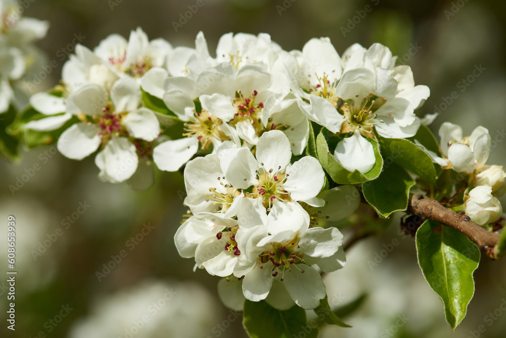 Birnbaum Blüten auf einer Streuobstwiese Birnbaum Blüten auf einer Streuobstwiese