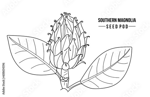 Southern Magnolia seed pod. Hand drawn Magnolia seeds vector. Sketch of magnolia Grandiflora with leaves isolated on white background. Minimal line drawing. Vector illustration