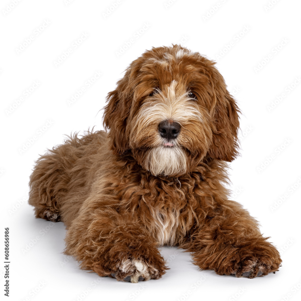 Cute red with white spots Labradoodle dog, laying down facing front. Paws stretched forward. Looking straight to camera. isolated on a white background.