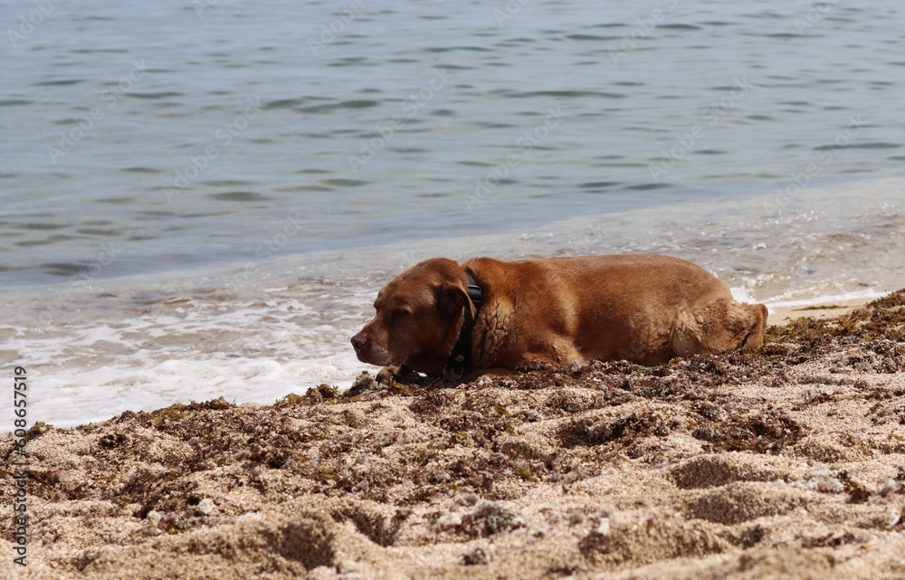 Labrador retriever lying on the sand near the sea in summer. Senior dog's life concept. Labrador retriever lying on the sand near the sea in summer. Senior dog's life concept.