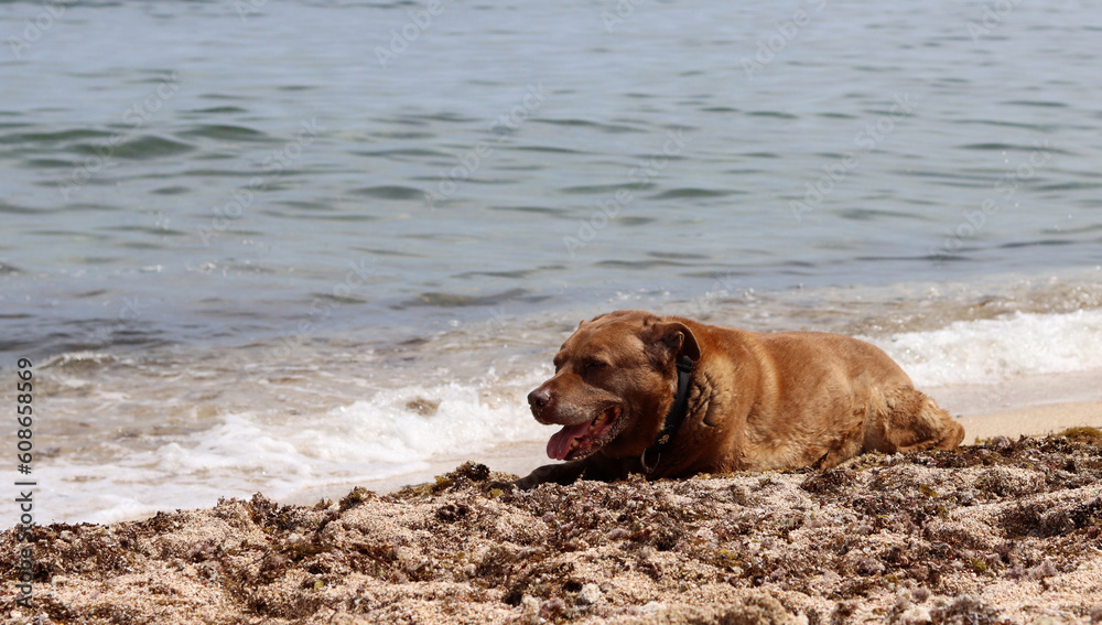 Labrador retriever lying on the sand near the sea in summer. Senior dog's life concept. Labrador retriever lying on the sand near the sea in summer. Senior dog's life concept.