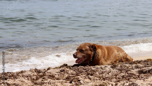 Labrador retriever lying on the sand near the sea in summer. Senior dog's life concept. 