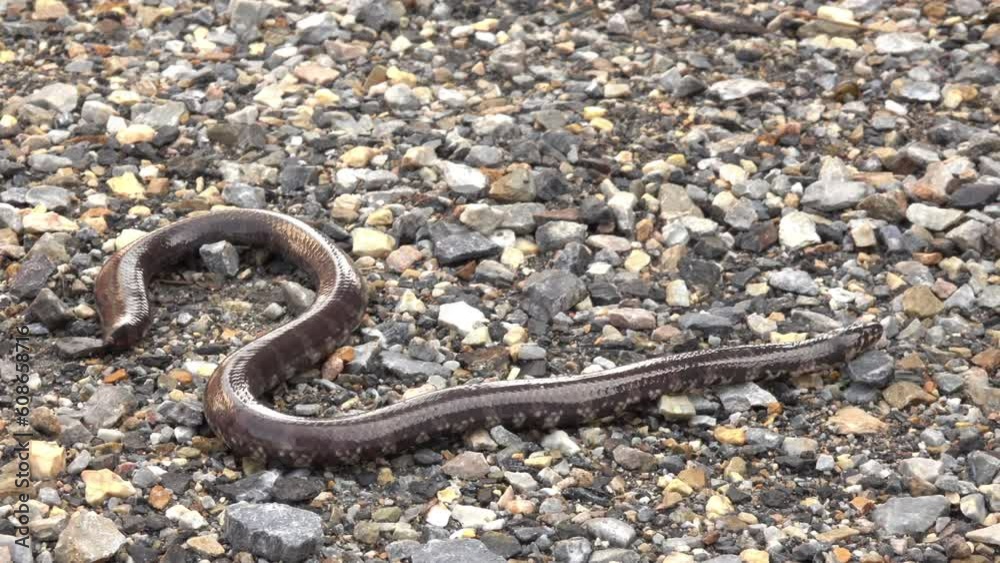 Close-up snake crawling on the dirt Close-up snake crawling on the dirt