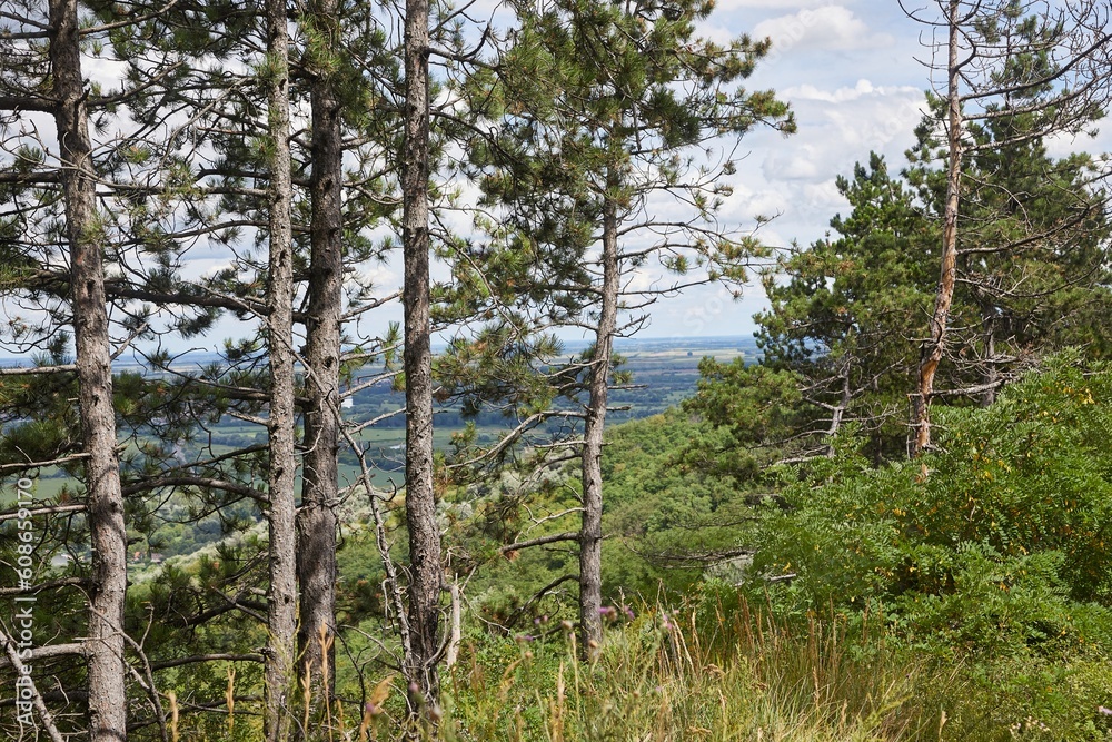 Obraz premium Hiking in summer, pine trees