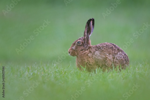 Brown hare or European hare (Lepus europaeus) on a late spring morning, Angus, Scotland