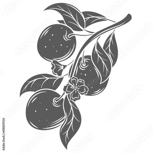 Apple tree branch with flowers, leaf and hanging fruit glyph icon vector illustration. Stamp of twig with autumn or summer organic apple harvest, blossom and leaves, botanical plant of garden