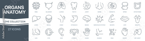 Organs and anatomy linear signed icon collection. Signed thin line icons collection. Set of organs and anatomy simple outline icons