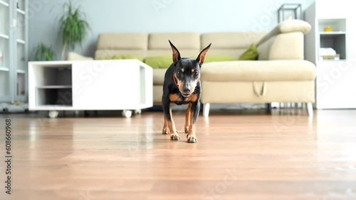 Pinscher jumps off the couch and runs to eat his food. The dog eats food from the floor. A treat for a dog.