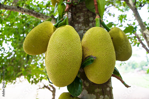 Jackfruits on a tree in the orchard. Ripe jackfruit on the tree