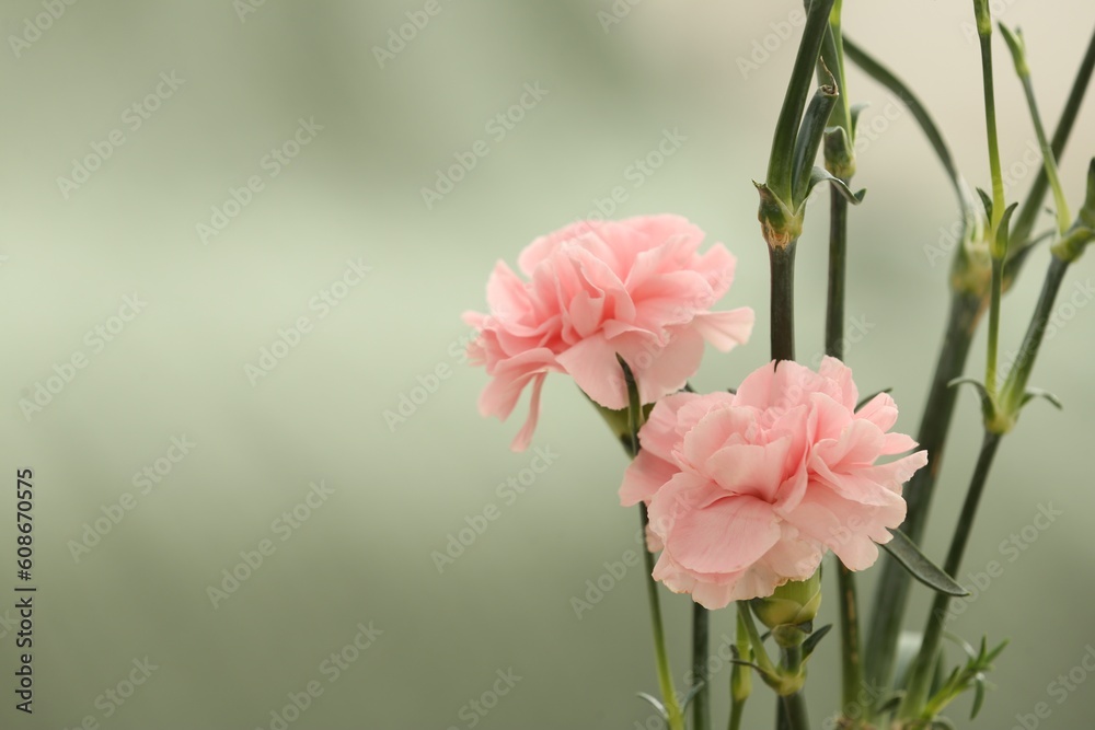 Beautiful pink carnation flowers on light background, space for text Beautiful pink carnation flowers on light background, space for text