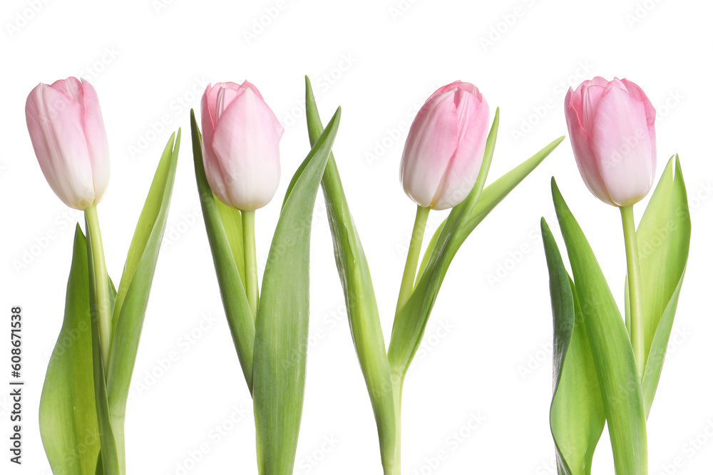 Collage with beautiful tulips on white background Collage with beautiful tulips on white background