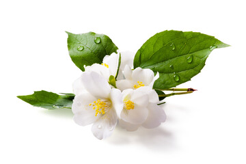 Fresh green organic  jasmine flower isolated on white background. Transparent background and natural transparent shadow; Ingredient, spice for cooking. collection for design