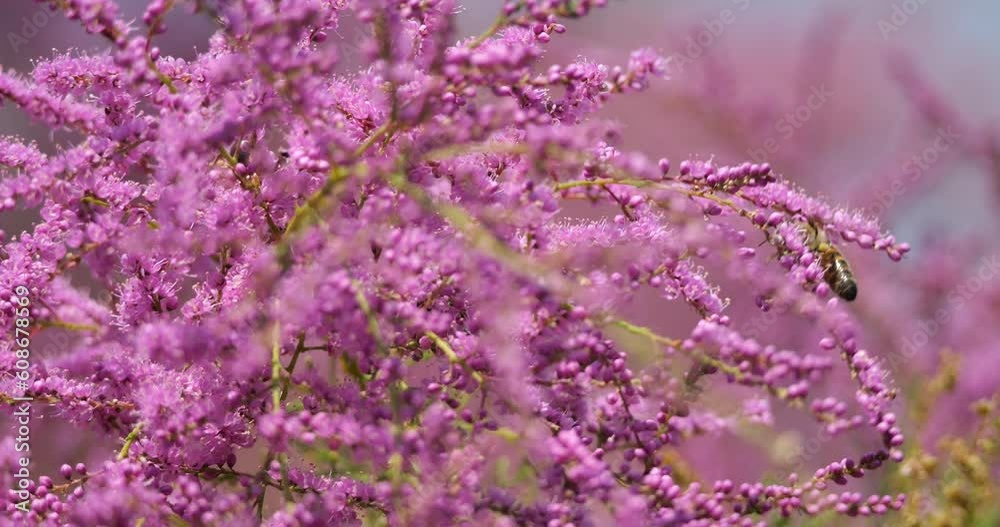 Tamarix also known as Salt cedar, southern France Tamarix also known as Salt cedar, southern France
