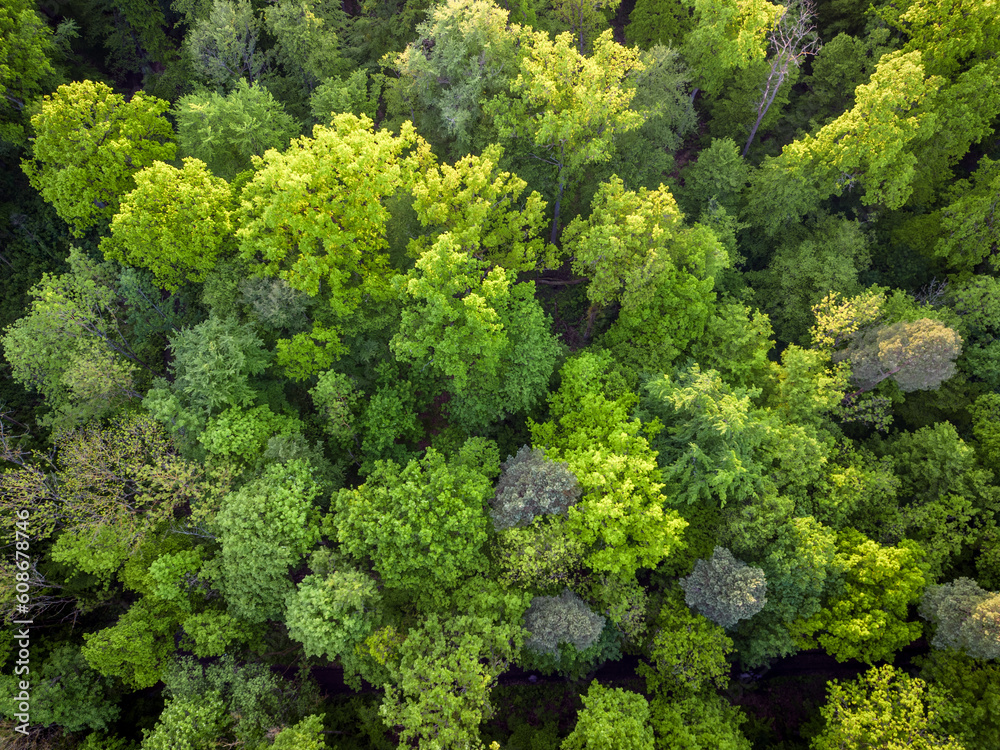 top down view of the green trees in the forest
