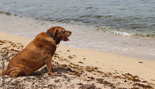 Labrador Retriever resting on the sand on the beach in summer. Life of senior dog. Pet care concept. 