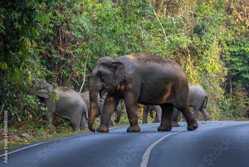 Canvas Print Herd of wild elephants come out of the jungle to earn food.