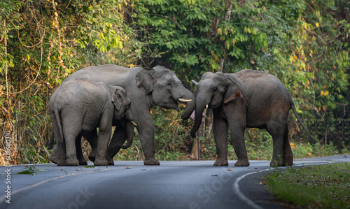 Canvas Print Herd of wild elephants come out of the jungle to earn food.