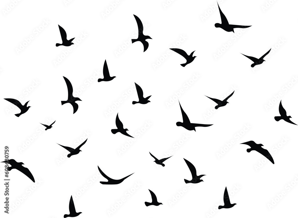 Black and white birds flock silhouettes